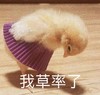 萌宠 小鸡 我草率了 无奈 呆萌 可爱