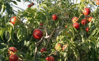 桃子 果树 水果 健康 食材