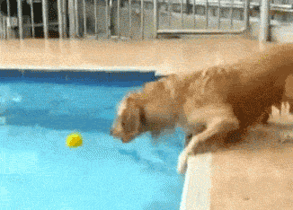 狗狗 玩水 游泳池 好玩