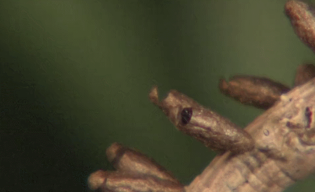 孵化 幼虫 模仿大师：哥斯达黎加昆虫 纪录片