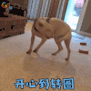 萌宠 狗 开心到转圈 开心 soogif soogif出品