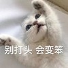 萌宠 喵星人 别打头 我不想变笨 可爱 机灵