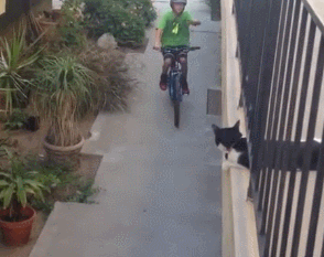 猫 打招呼 自行车