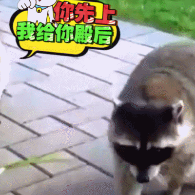 二哈 狗狗 汪星人 萌宠 可爱