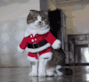 猫 喵星人 宠物 萌 可爱