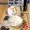 萌宠 猫星人 干饭人 干饭人吃饭都用盆 呆萌 可爱