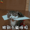 萌宠 猫 喵星人 胖到不能呼吸 soogif soogif出品