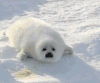 海豹 治愈系 萌 可爱 白白的 雪地