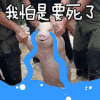 泪流成河 抓住 蓝色 小猪
