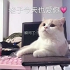 萌宠 猫星人 今天也爱你 开心 呆萌 可爱