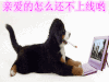 电脑 上线 卡通 动图