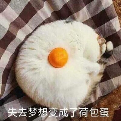 猫咪 失去梦想变成荷包蛋 搞笑 斗图 鸡蛋黄