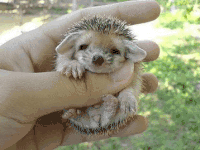 刺猬 hedgehog