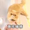 猫咪 面无喵情 斗图 可爱