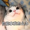 萌宠 猫星人 你能拿我怎么办 好奇 呆萌 可爱