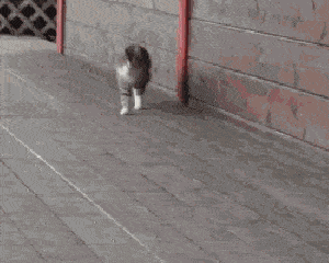 猫咪 可爱 萌宠 跑步