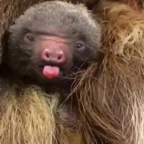 树懒 sloth 慵懒 打哈欠