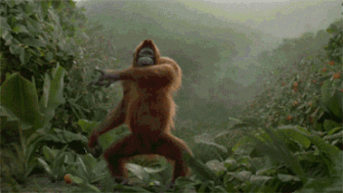 猩猩 跳舞 搞笑 大山