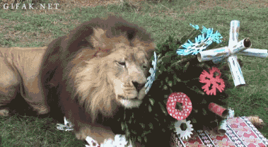 狮子 动物 圣诞 树