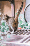 猫咪 翘尾巴 魔性 抖动