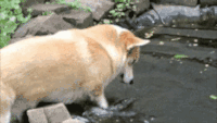 狗狗 可爱 萌宠 汪星人