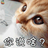 萌宠 猫咪 猫 蒙圈 你说啥 soogif soogif出品