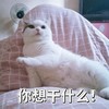 萌宠 猫星人 你想干什么 你想干嘛 呆萌 可爱