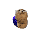 萌宠 看飞机 猫咪 孩子 搞笑