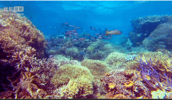 深海奇探 海底 礁 湛蓝