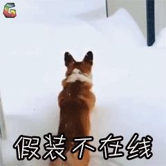 假装不在搞笑可爱斗图躲猫猫gif动图_动态图_表情包下载_soogif