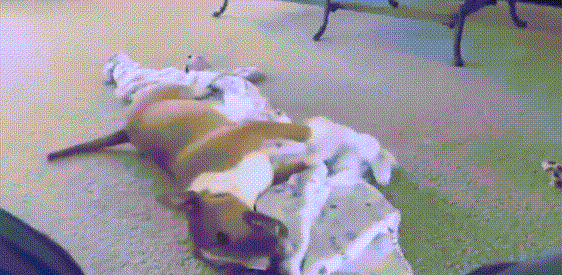 狗狗 躺着 晃动  毯子
