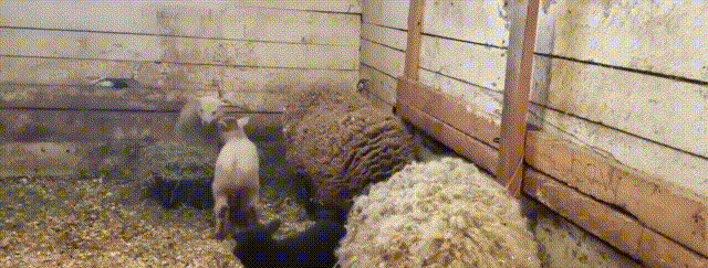 绵羊 跳跃 羊圈 黑毛