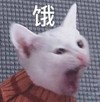 萌宠 猫星人 饿了 难受 搞怪 逗