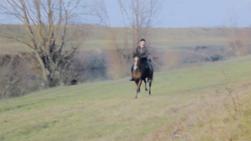 马术 Equestrianism sports 奔跑 野外