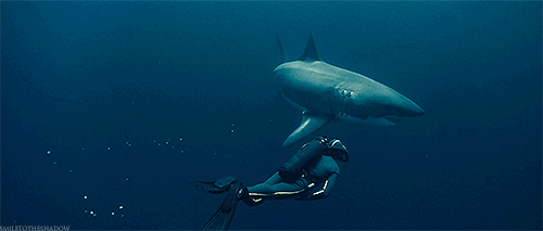 大白鲨 潜水员 跟随 拍摄 海洋 ocean nature