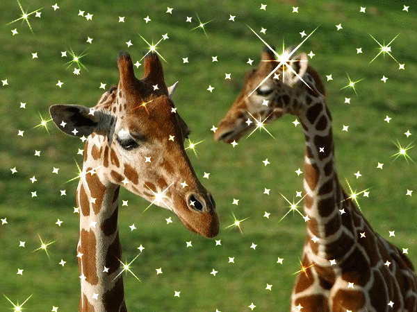 长颈鹿 giraffe 闪光 bling 呆萌