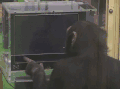 游戏 计算机 数 黑猩猩