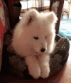 狗狗 可爱 白色 萌宠