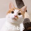 萌宠 猫星人 咋了 bro 呆萌 可爱