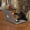 猫咪 电脑 抓狂 键盘