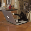 猫咪 电脑 抓狂 键盘
