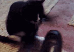 小猫 可爱 黑色 毛茸茸