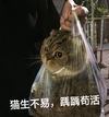 萌宠 猫星人 生活不易 憨憨叹气 可爱 呆萌