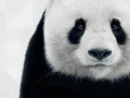 折纸 创意 大熊猫
