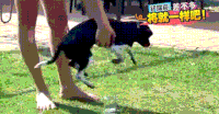 汪星人 萌狗 抱起 挣扎