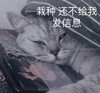 萌宠 猫星人 还不给我发信息 难受 搞怪 呆萌