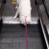 狗狗 萌宠 怕电梯