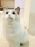 猫 美貌 可爱 萌 gif