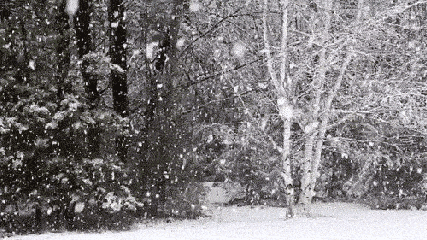 下雪 雪天 大树 雪地