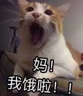 猫咪 大叫 搞笑 妈我饿啦